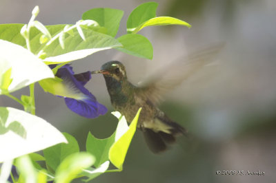 Broad-billed Hummingbird