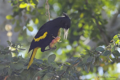 Yellow-winged Cacique