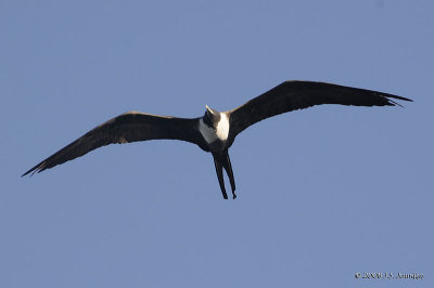 MagnificentFrigatebird1876b.jpg