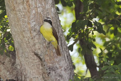 Great Kiskadee