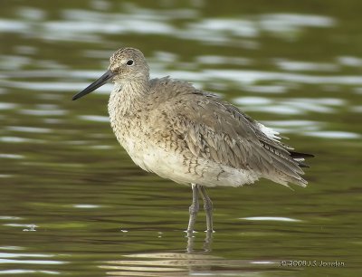 Willet4607b.jpg