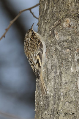 BrownCreeper6066b.jpg