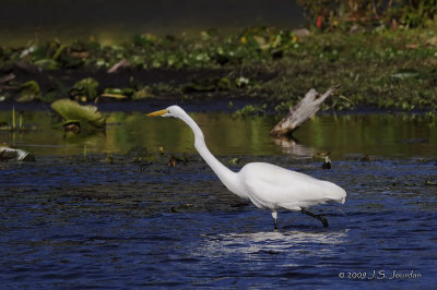 GreatEgret6412b.jpg