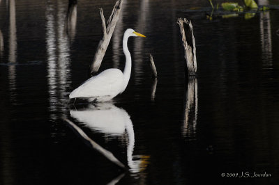 GreatEgret6512b.jpg