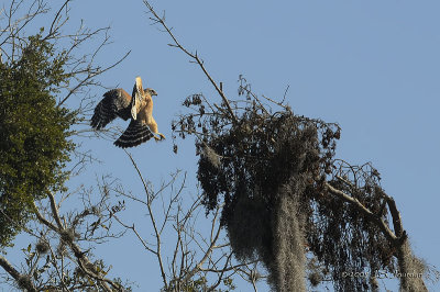 RedshoulderedHawk6702b.jpg