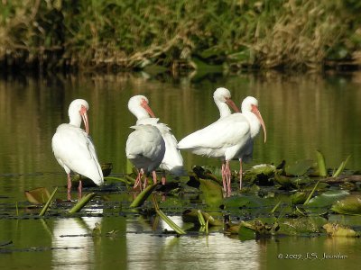 WhiteIbis1517b.jpg