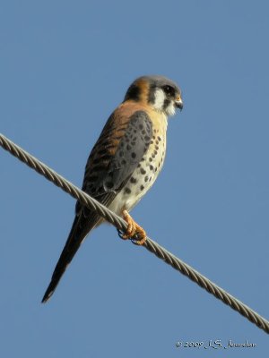 AmericanKestrel1680b.jpg