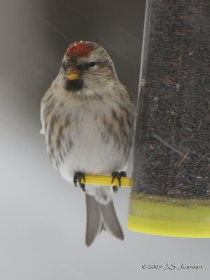 CommonRedpoll7150b.jpg