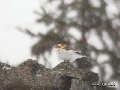 048SnowBunting1954b.jpg