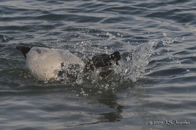 Canvasback8168b.jpg