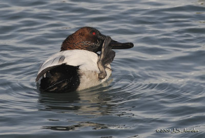 Canvasback8230b.jpg