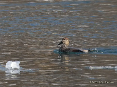 Gadwall2448b.jpg