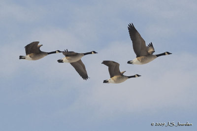 CanadaGoose9986b.jpg