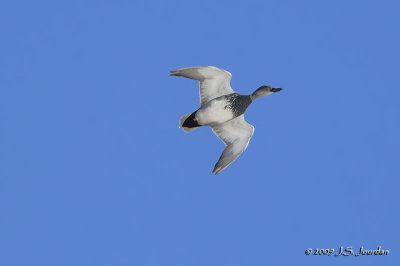 Gadwall0096b.jpg