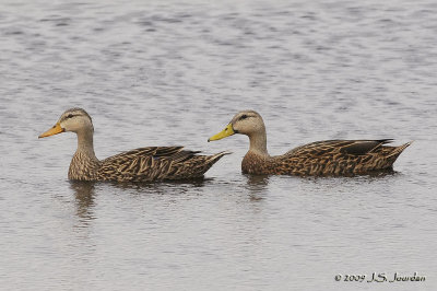 MottledDuck3275b.jpg