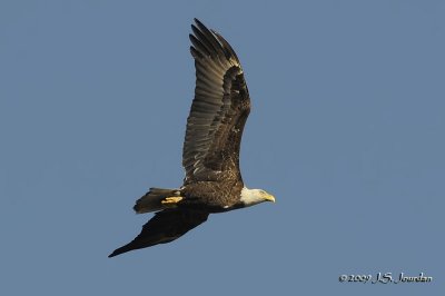 BaldEagle4466b.jpg