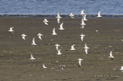 17Dunlin5659b.jpg