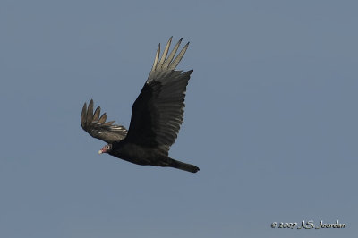 27TurkeyVulture5791b.jpg