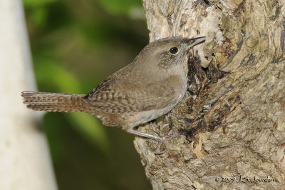 House Wren