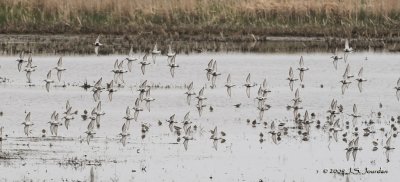 Dunlin8289b.jpg