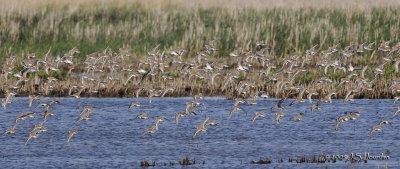 Dunlin8750b.jpg