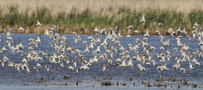 Dunlin8758b.jpg