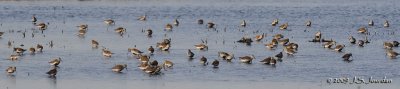 Dunlin8778b.jpg