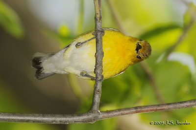 ProthonotaryWarbler9293b.jpg