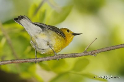 ProthonotaryWarbler9297b.jpg