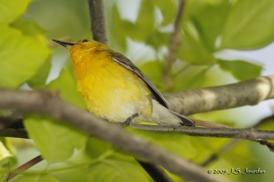 ProthonotaryWarbler9300b.jpg