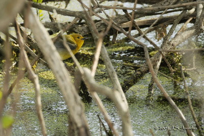 ProthonotaryWarbler9313b.jpg