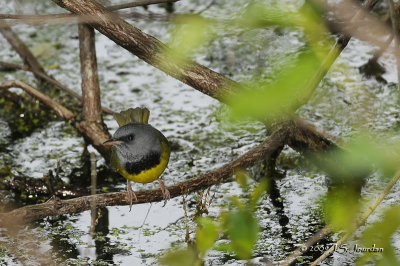 MourningWarbler9439b.jpg