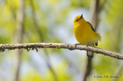 ProthonotaryWarbler9594b.jpg