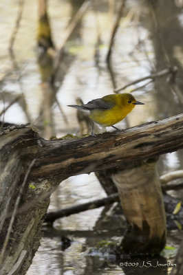 ProthonotaryWarbler9676b.jpg