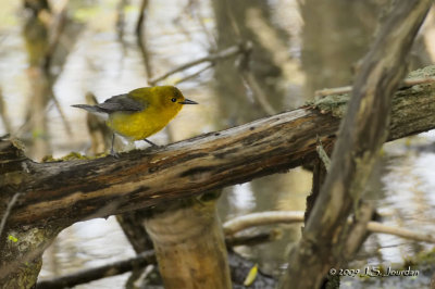 ProthonotaryWarbler9676_2b.jpg