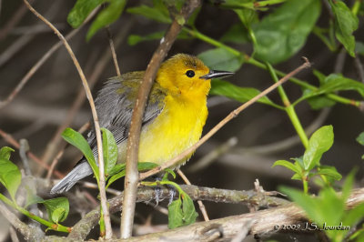 ProthonotaryWarbler9770b.jpg