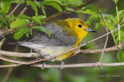 ProthonotaryWarbler9776b.jpg