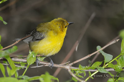 ProthonotaryWarbler9789b.jpg