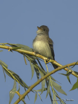 WillowFlycatcher4705b.jpg