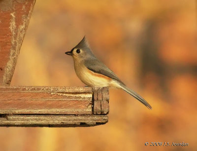 Tufted Titmouse