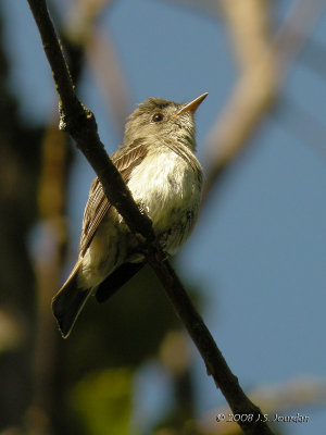 Eastern Wood-Pewee