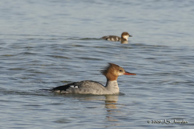 CommonMerganser00381b.jpg