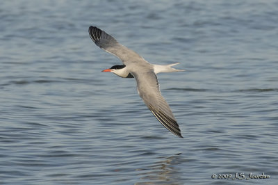 CommonTern00385b.jpg