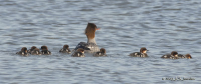 CommonMerganser00439b.jpg