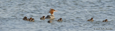 CommonMerganser00441b.jpg