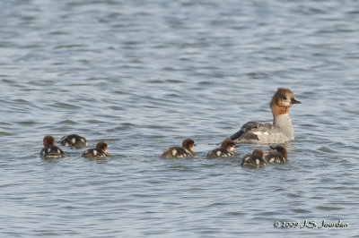 CommonMerganser00445b.jpg