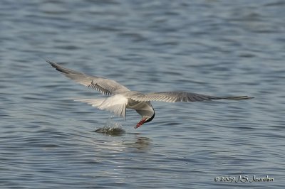 CommonTern00283b.jpg