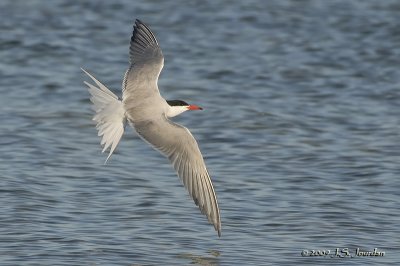 CommonTern00284b.jpg