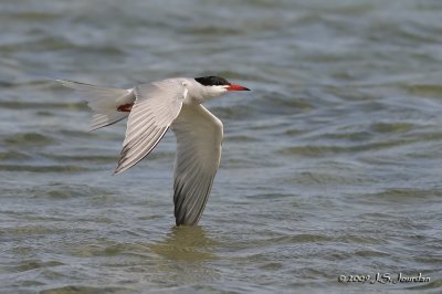 CommonTern0904b.jpg