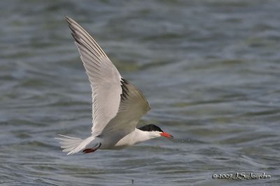 CommonTern0913b.jpg